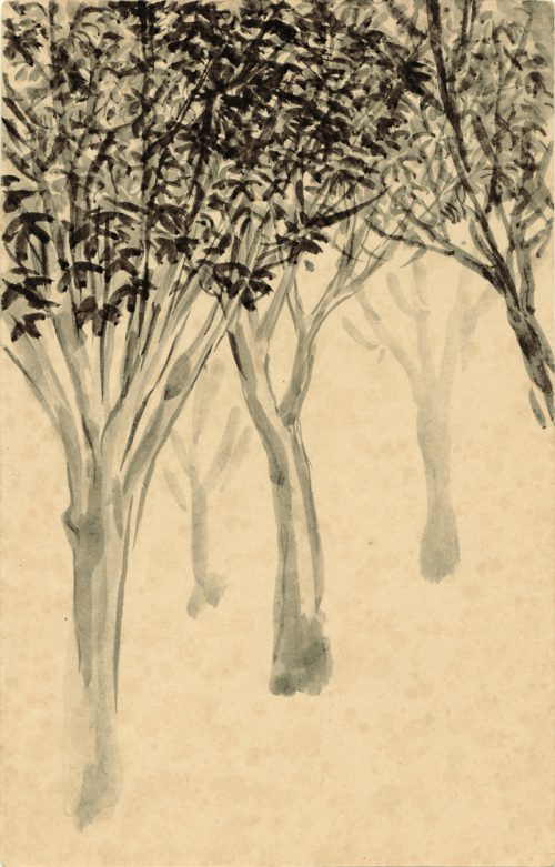 art2-mango trees